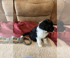 Portuguese Water Dog Litter for sale in BALDWIN CITY, KS, USA