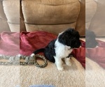 Small Photo #1 Portuguese Water Dog Puppy For Sale in BALDWIN CITY, KS, USA