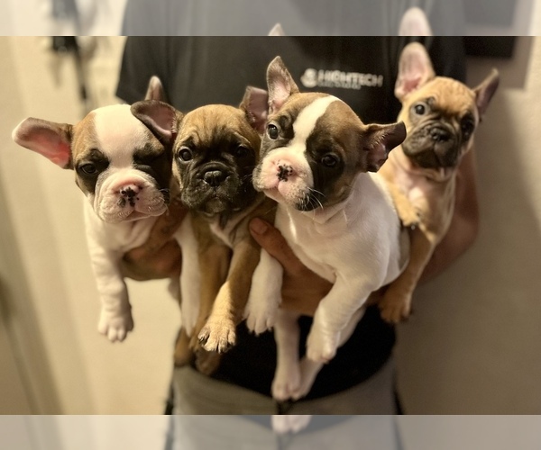 Medium Photo #1 French Bulldog Puppy For Sale in THORNTON, CO, USA