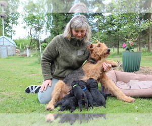 Airedale Terrier Litter for sale in Marijampole, Marijampole County, Lithuania