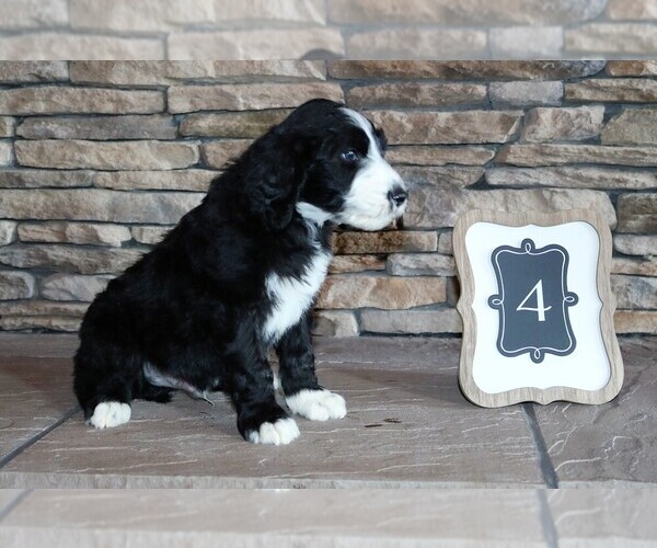 View Ad Sheepadoodle Litter Of Puppies For Sale Near Virginia Stanley Usa Adn 124683