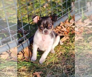 Chihuahua Litter for sale in MOUNT AIRY, NC, USA