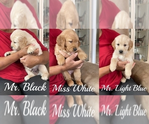 Golden Retriever Litter for sale in BRANDON, FL, USA