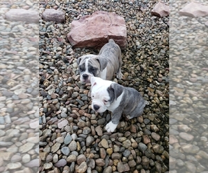 Olde English Bulldogge Litter for sale in VALLEY SPRINGS, SD, USA