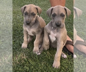 Great Dane Litter for sale in BRIONES, CA, USA
