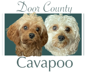 Cavapoo Litter for sale in STURGEON BAY, WI, USA