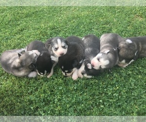 Siberian Husky Litter for sale in GLENDALE, AZ, USA