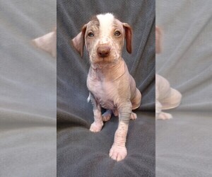 Peruvian Inca Orchid Litter for sale in LAKE RIDGE, VA, USA