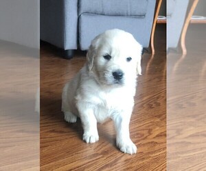 English Cream Golden Retriever Litter for sale in MIDLAND, MI, USA