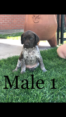German Shorthaired Pointer Litter for sale in ALAMOSA, CO, USA