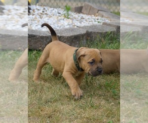 American Bully Litter for sale in TOMS RIVER, NJ, USA