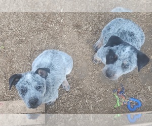 Australian Cattle Dog Litter for sale in GASTON, OR, USA