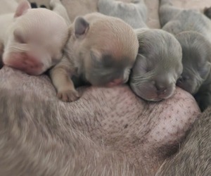 French Bulldog Litter for sale in MIRA LOMA, CA, USA