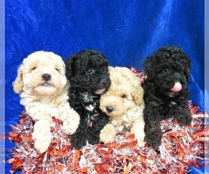 Poodle (Miniature) Litter for sale in NORWOOD, MO, USA