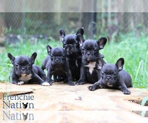 French Bulldog Litter for sale in LAWRENCEVILLE, GA, USA