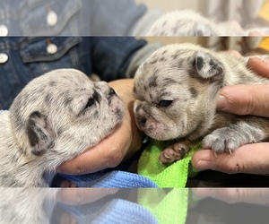 French Bulldog Litter for sale in EASTVALE, CA, USA