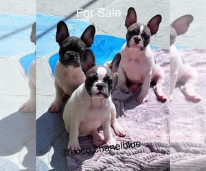 French Bulldog Litter for sale in PEMBROKE PINES, FL, USA