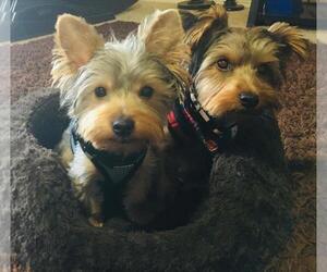 Yorkshire Terrier Litter for sale in TOMBALL, TX, USA