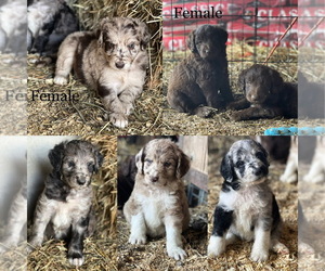 Bordoodle Litter for sale in CHOCOWINITY, NC, USA