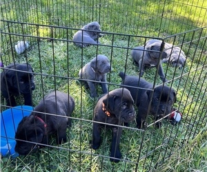 Cane Corso Litter for sale in LYONS, GA, USA