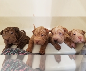 Chinese Shar-Pei Litter for sale in APPLE VALLEY, CA, USA