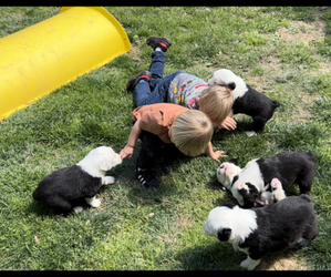 Old English Sheepdog Litter for sale in GEORGETOWN, KY, USA