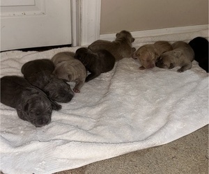 American Pit Bull Terrier Litter for sale in CHARLEROI, PA, USA