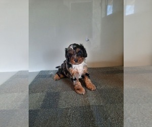 Cavapoo Litter for sale in SHIPSHEWANA, IN, USA