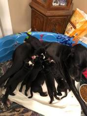 Great Dane Litter for sale in ANDERSON, IN, USA