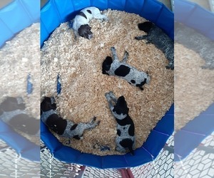 German Shorthaired Pointer Litter for sale in ROCHESTER, MN, USA