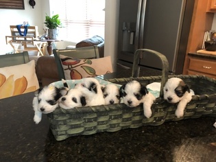 Havanese Litter for sale in SOMERSWORTH, NH, USA