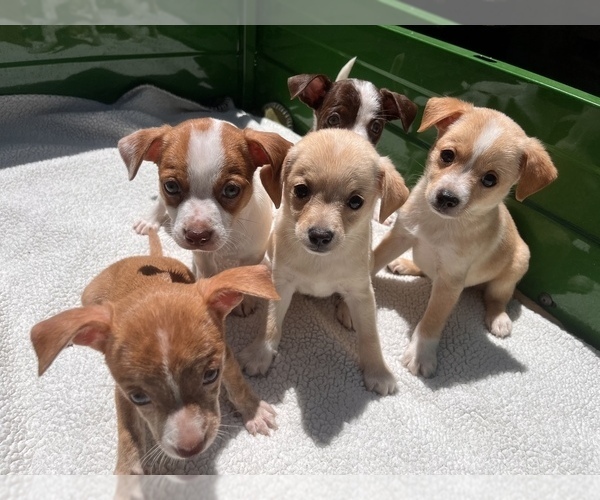 Medium Photo #1 Jack Chi Puppy For Sale in SAINT AUGUSTINE, FL, USA