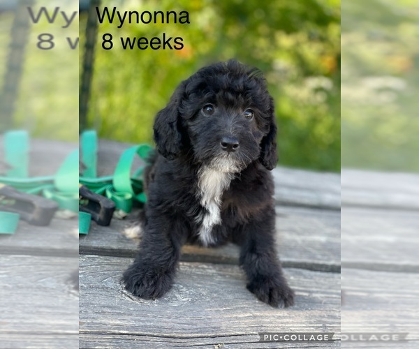 Medium Photo #1 Old English Sheepdog-Poodle (Toy) Mix Puppy For Sale in WAVERLY, IA, USA