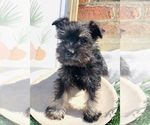 Small Photo #1 Schnauzer (Miniature) Puppy For Sale in GERMANTOWN, OH, USA