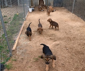Bloodhound Litter for sale in WOODBURY, TN, USA