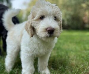 Goldendoodle Litter for sale in LANCASTER, PA, USA