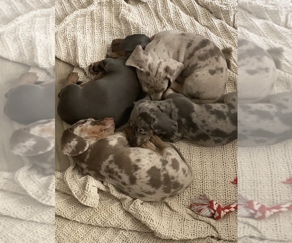 Medium Photo #1 Dachshund Puppy For Sale in DELTA, CO, USA