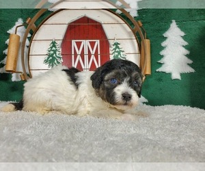 Goldendoodle-Poodle (Toy) Mix Litter for sale in COLORADO SPRINGS, CO, USA