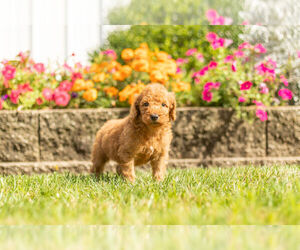 Goldendoodle Litter for sale in NAPPANEE, IN, USA