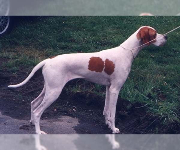 Pointer Dog Breed Image