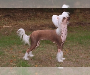 chinese crested pom pom