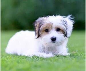 Malteagle puppies for sale and Malteagle dogs for adoption