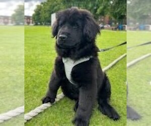 Chow-Co puppies for sale and Chow-Co dogs for adoption