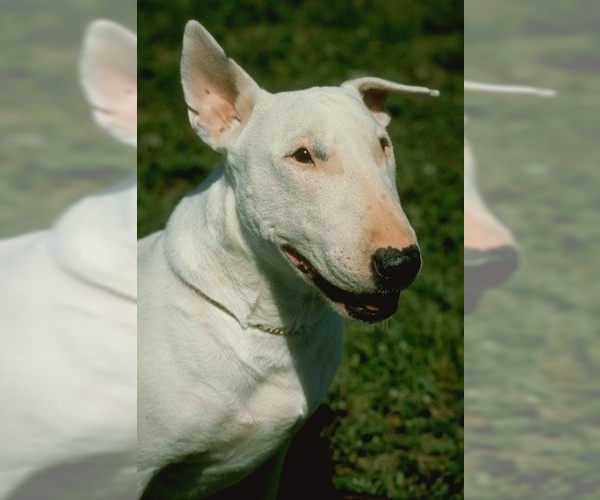 Image of Bull Terrier Breed