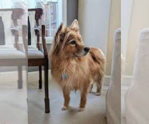 Image of Golderanian breed