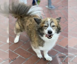 Image of Lhasa-Corgi breed