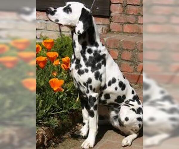 Medium Photo #6 Dalmatian Dog Breed