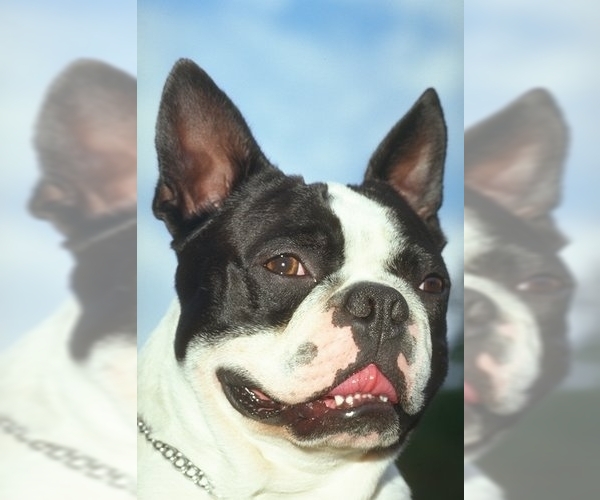 Boston Terrier Dog Breed Image