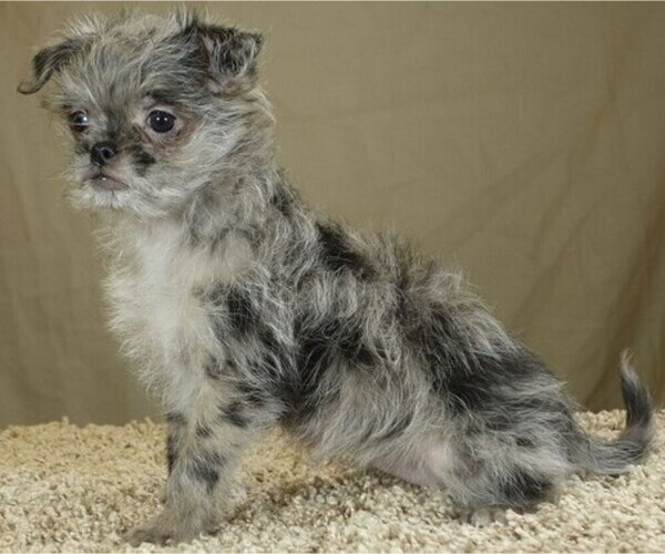 Medium Photo #1 Chussel Dog Breed