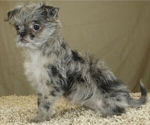 Image of Chussel breed